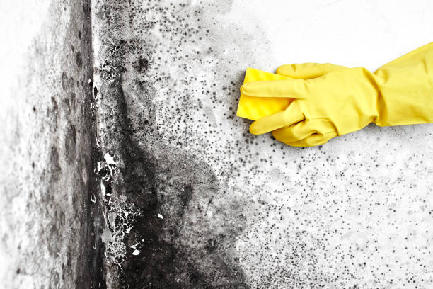 Best Certified Mold Removal  in Poplar Bluff, MO