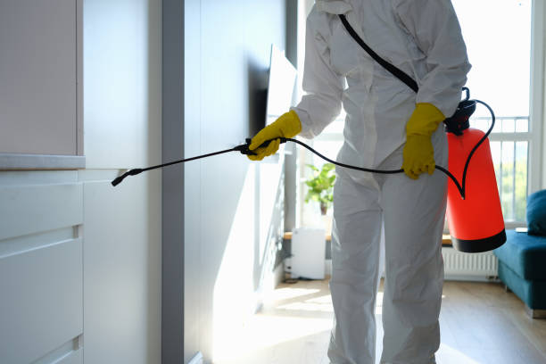 Best Attic Mold Removal  in Poplar Bluff, MO