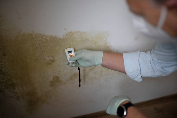 Best Mold Cleaning Services  in Poplar Bluff, MO