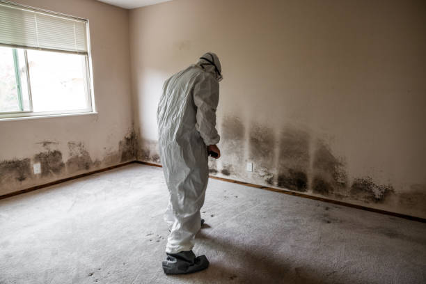 Best Attic Mold Removal  in Poplar Bluff, MO