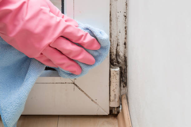 Professional Mold Removal in Poplar Bluff, MO